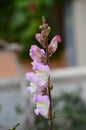 Pink Antirrhinum or dragon flowers or snapdragons