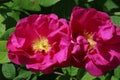 Pink apothecary rose flowers in close up