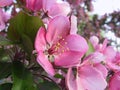 Pink Apple Blossom