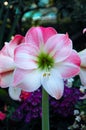 Pink Apple Blossom Amaryllis Royalty Free Stock Photo