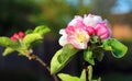 Pink apple blossom in Springtime.