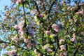 Pink apple blossom in Springtime.