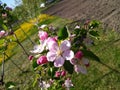 Pink apple blossom in the Ukrainian garden