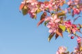 Pink apple blossoms against blue sky background with copy space Royalty Free Stock Photo