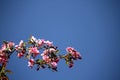 Pink apple blossoms on a blue sky background.