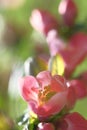 Pink apple blossoms covered the branch