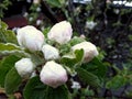 Pink apple blossoms after rain Royalty Free Stock Photo