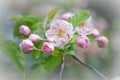 Pink Apple Blossoms with Small Bee Pollinating Royalty Free Stock Photo