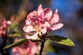 Pink apple blossoms in the sunshine Royalty Free Stock Photo