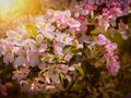 Pink apple blossoms under the spring sun Royalty Free Stock Photo