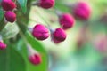 Pink apple buds before abundant flowering. The background is blurred. Place for the inscription.