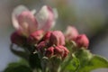 Pink apple buds and open apple flowers on blurred background, selective focus. Spring inflorescence, macro photo Royalty Free Stock Photo