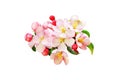 Pink apple cherry sakura flowers isolated on white Royalty Free Stock Photo
