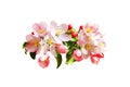 Pink apple cherry sakura flowers isolated on white Royalty Free Stock Photo