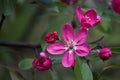 Pink apple flower Royalty Free Stock Photo