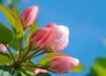 Pink apple flowers