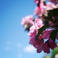 Pink apple flowers in bloom. Spring. Aged photo. Royalty Free Stock Photo