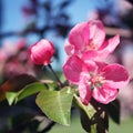 Pink apple flowers in bloom. Spring. Aged photo. Royalty Free Stock Photo