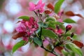 Apple variety with pink flowers