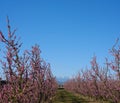 Apple orchard blossoms in spring in the Pyrenees-Orientales, France