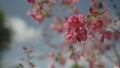 pink apple tree blossom in late sprink or early summer