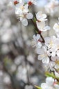 Pink Apple Tree Blossoms with white flowers on blue sky background Royalty Free Stock Photo