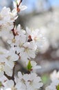 Pink Apple Tree Blossoms with white flowers on blue sky background Royalty Free Stock Photo