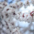 Pink Apple Tree Blossoms with white flowers on blue sky background Royalty Free Stock Photo