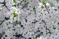 Pink Apple Tree Blossoms with white flowers on blue sky background Royalty Free Stock Photo