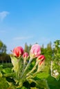 Pink apple tree buds against blue sky on a clear day close-up. Gardening concept, vertical photo, selective focus Royalty Free Stock Photo