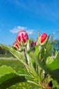 Pink apple tree buds against a blue sky on clear day close-up. Gardening concept, vertical photo, selective focus Royalty Free Stock Photo