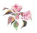 Pink apple tree flower. Watercolor hand painted picture Royalty Free Stock Photo