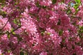 Pink apple-tree flowers