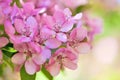 Pink apple tree flowers macro Royalty Free Stock Photo