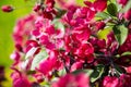 Pink apple tree flowers, spring blossom of fruit garden, blooming branches with beautiful colorful petals, floral background. Royalty Free Stock Photo