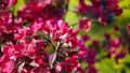 Pink apple tree flowers, spring blossom of fruit garden, blooming branches with beautiful colorful petals, floral background. Royalty Free Stock Photo