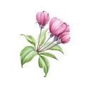 Pink apple tree flowers watercolor image. Blooming cherry hand draw element. Apple blossom with tender petals green leaf and buds