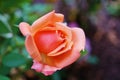 Pink apricot colored rose Royalty Free Stock Photo