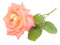 Pink apricot valentines rose