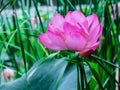 Pink aquatic flower in wild nature. Lotus blooms in the pond. Selective focus
