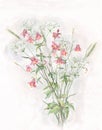 Pink aquilegia and anthriscus hand painted watercolor