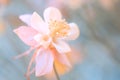 Pink Aquilegia flower closeup on a blue background. Beautiful pink flower. Royalty Free Stock Photo