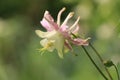 Pink Aquilegia flower, Columbine or Grannys Bonnet with pink spurred sepals and cream petals, flowering in summer, side view Royalty Free Stock Photo