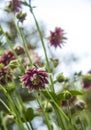 Pink aquilegia terry flower on a blurred bokeh green background