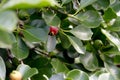 Pink AraÃ§Ã¡ - Brazilian fruit