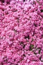 Pink arabis caucasica Royalty Free Stock Photo