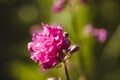 Pink Armeria flower in the garden