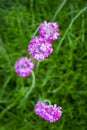 Pink Armeria maritima flowers on green grass