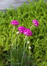 Pink armeria maritima