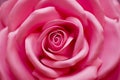 Rose flower background